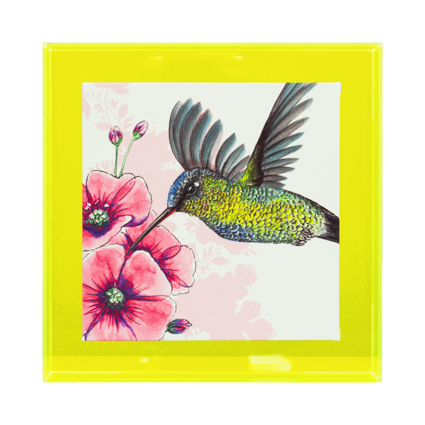 Birds of paradise 'Kolibrie'