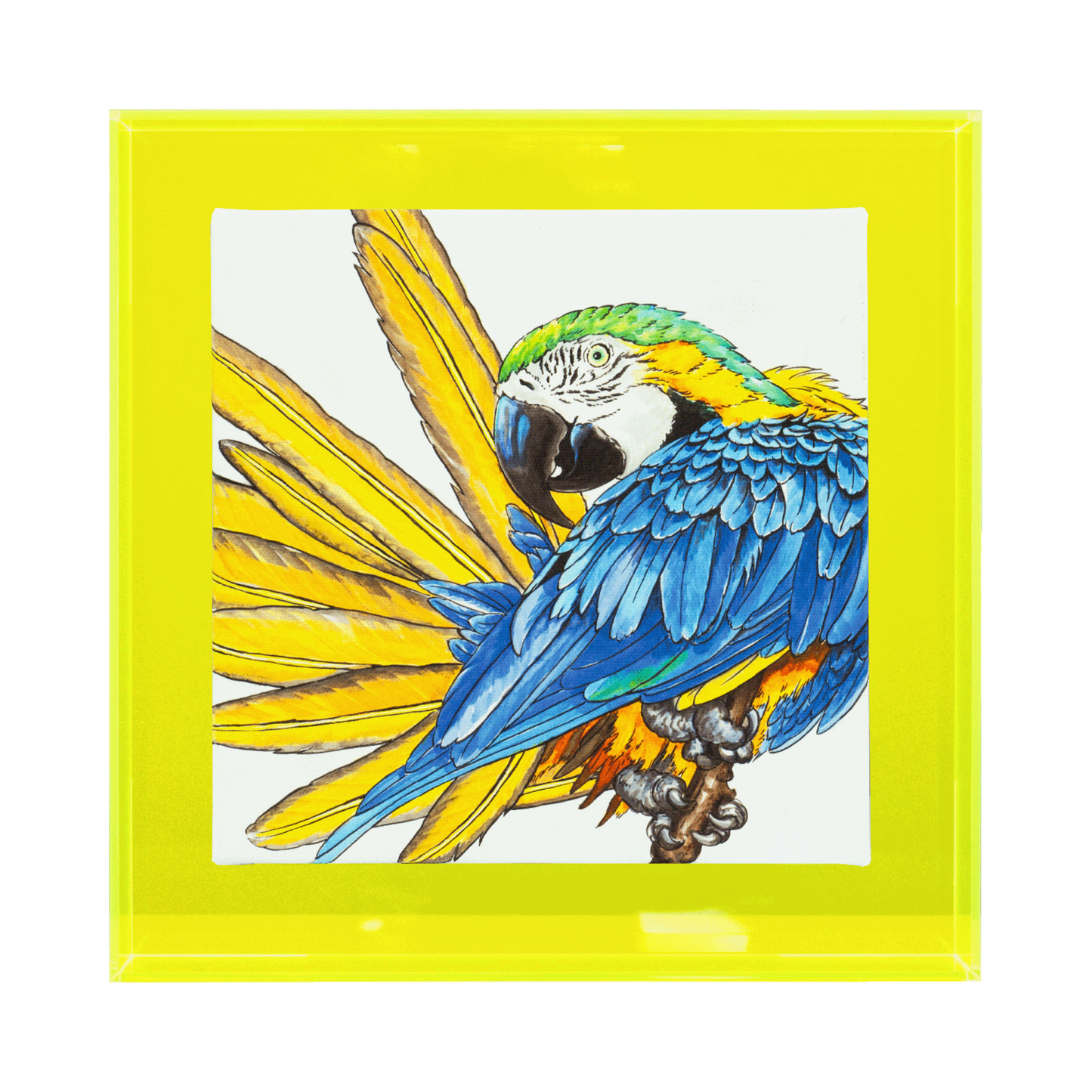 Birds of paradise 'Ara'